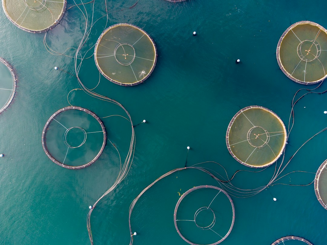 Aerial view of aquaculture ponds, illustrating the proposed shrimp-farming development roadmap; stock photograph by Bob Brewer via Unsplash.