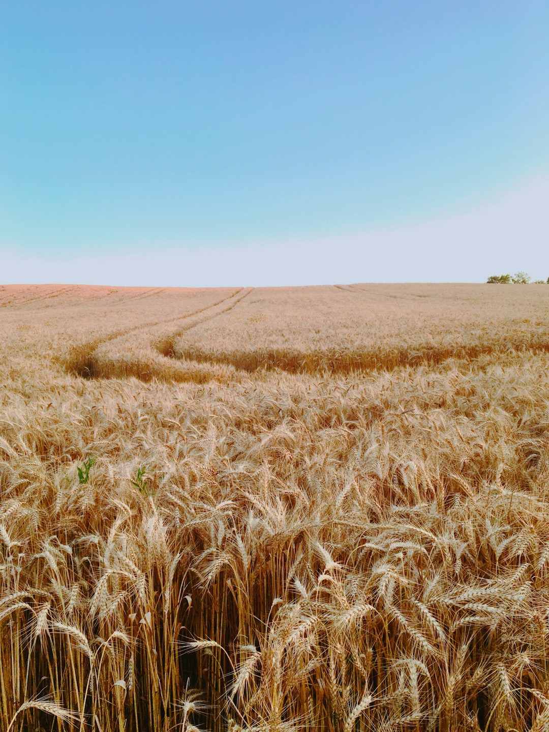 Ripe wheat growing in a field, illustrating Pakistan's wheat policy; stock photograph by apricity via Unsplash.